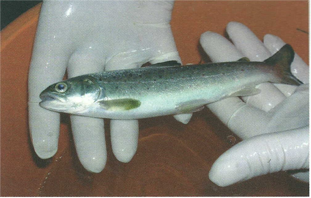 The finished product, a silvery salmon smolt on its way to the sea.